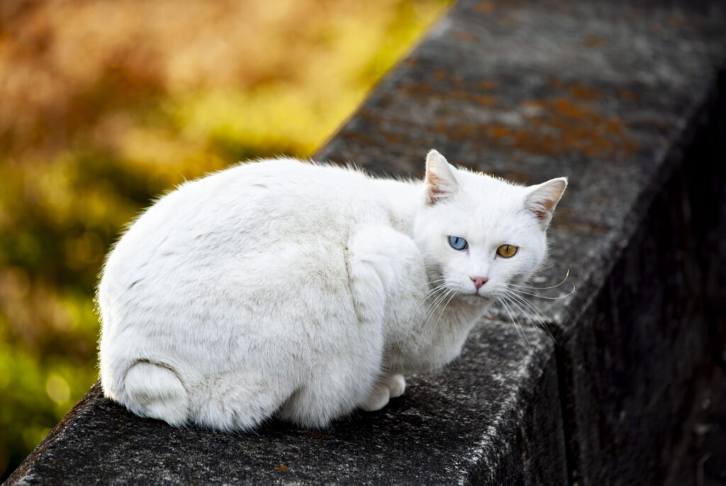 オッドアイの白猫