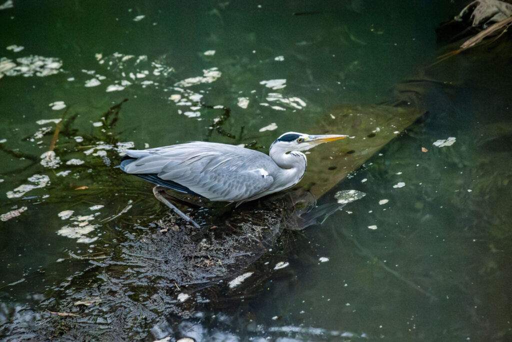 アオサギ