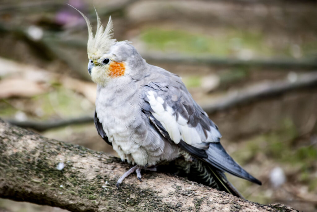 オカメインコ