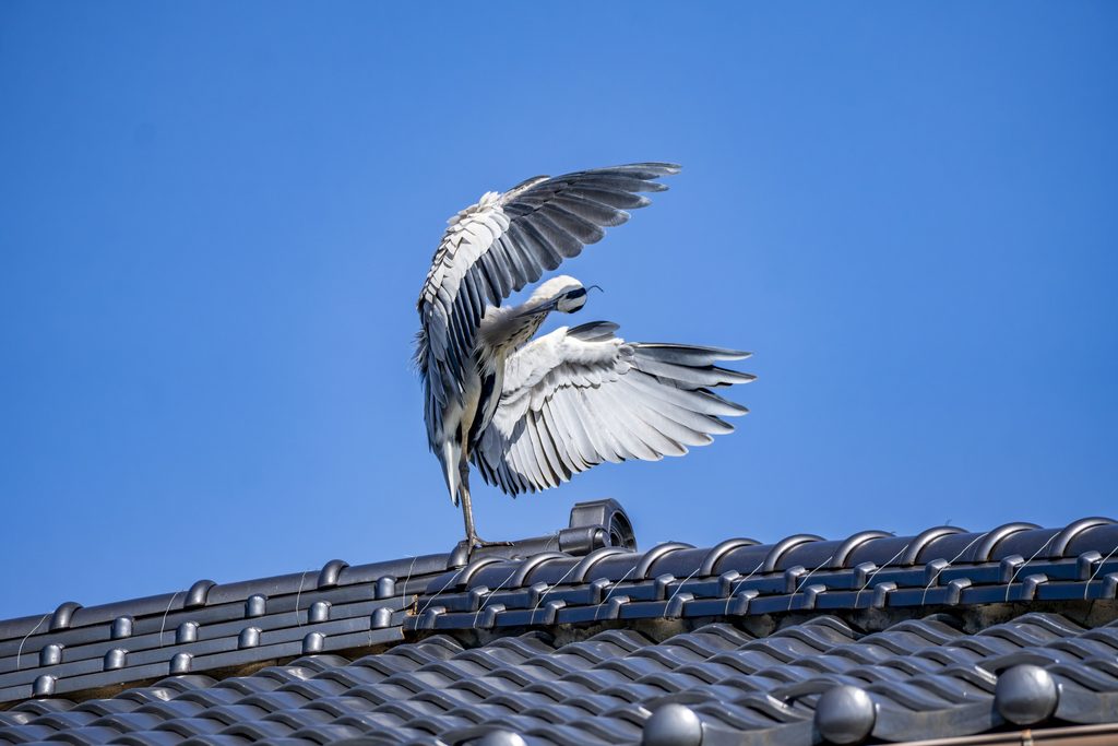 アオサギ
