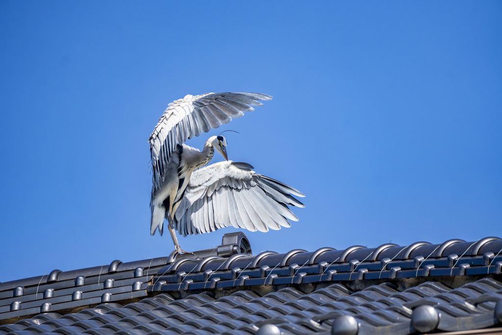 アオサギ