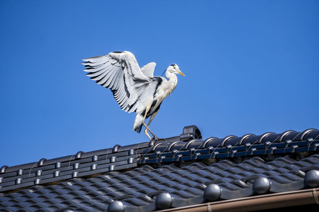 アオサギ