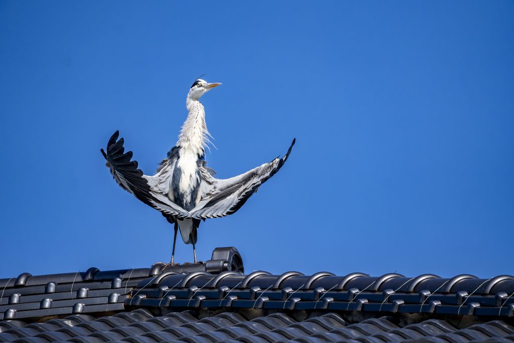 アオサギ