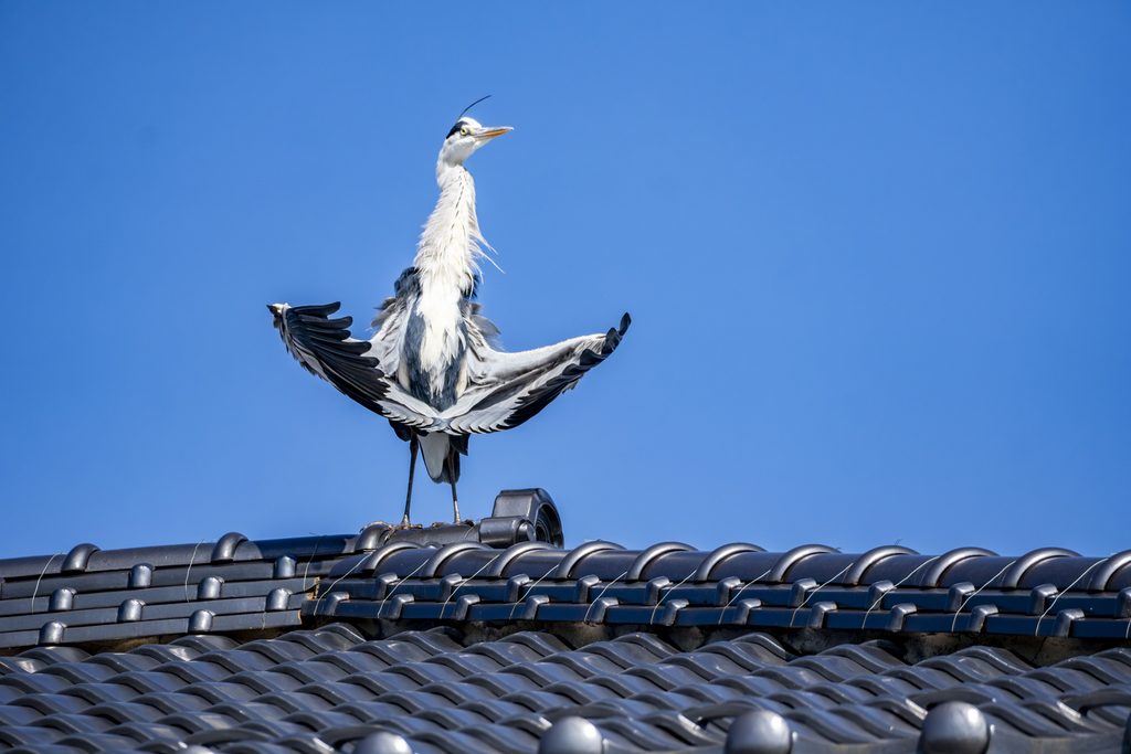 アオサギ