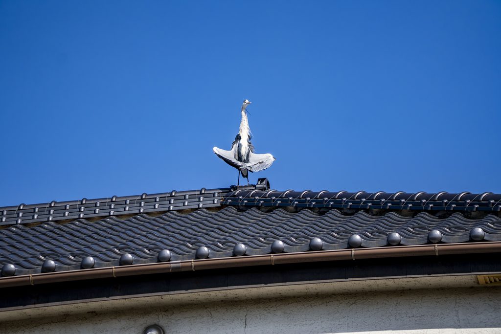 アオサギ