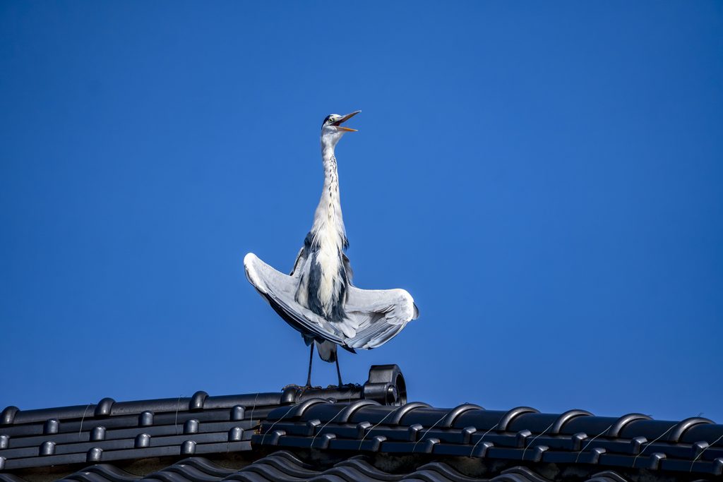 アオサギ