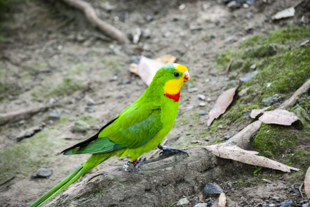 ミカヅキインコ