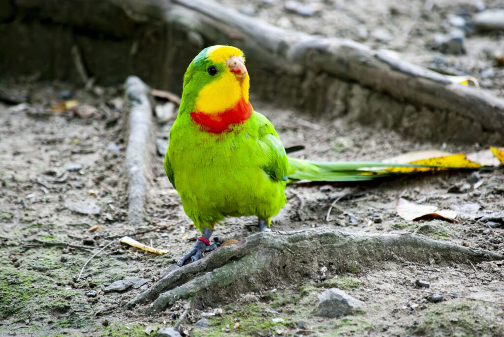 ミカヅキインコ