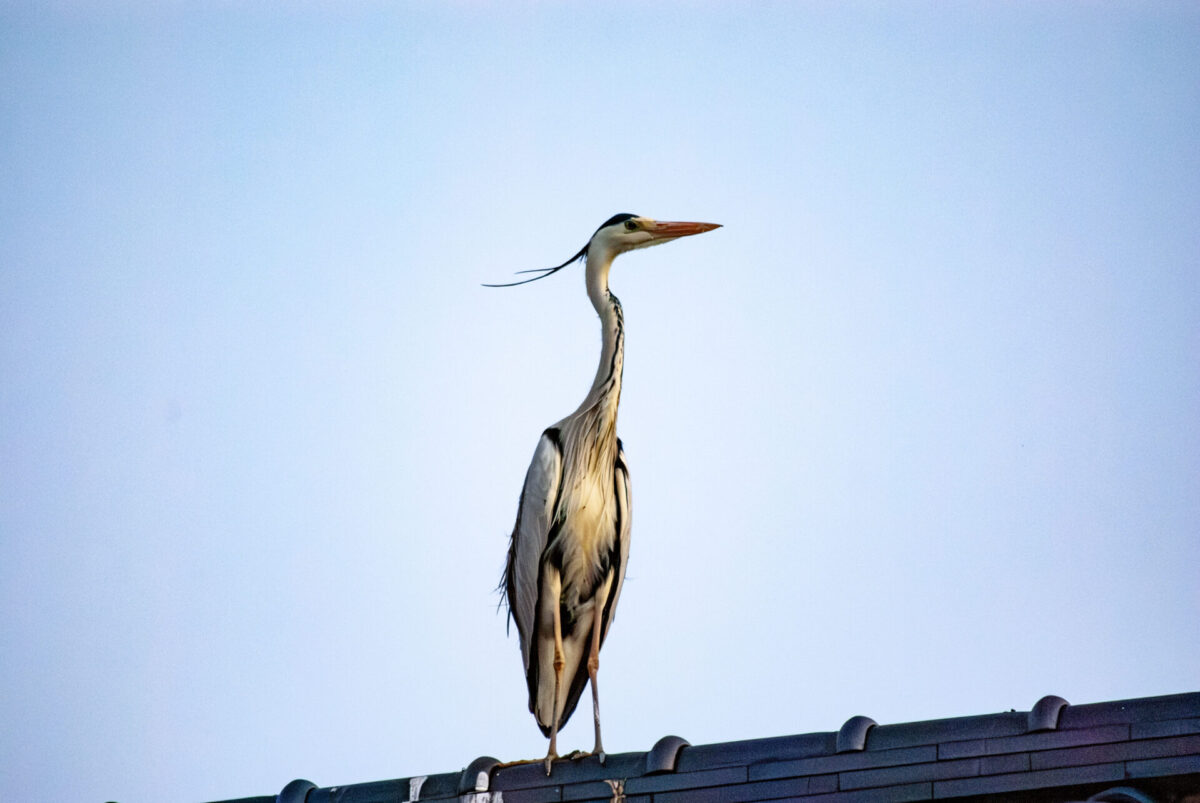 イマイチなときにこそ抑える