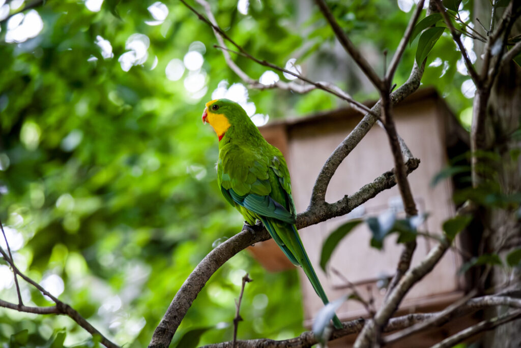 ミカヅキインコ