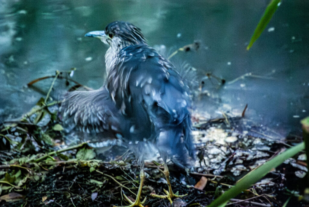 ホシゴイ（ゴイサギ幼鳥）