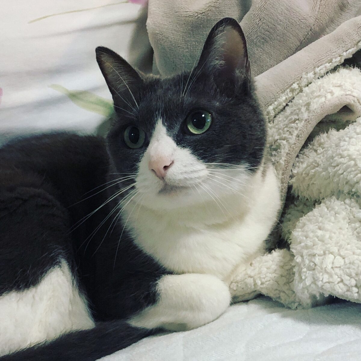 天使のささやき