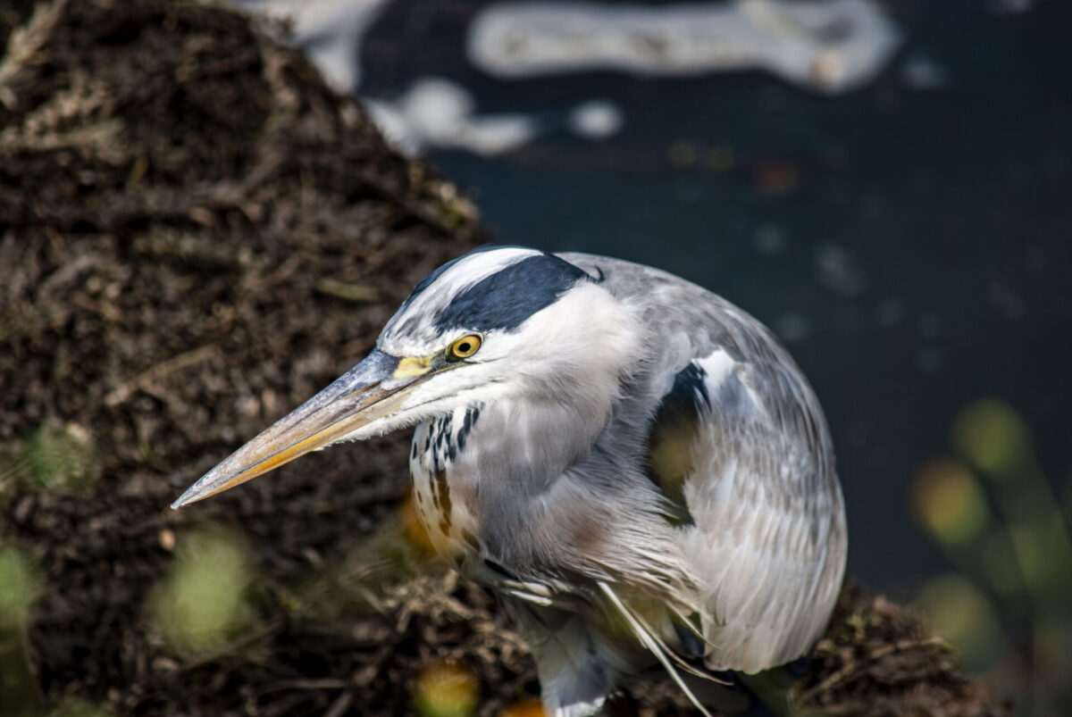 中身を埋めていく作業 中身を埋めていく作業