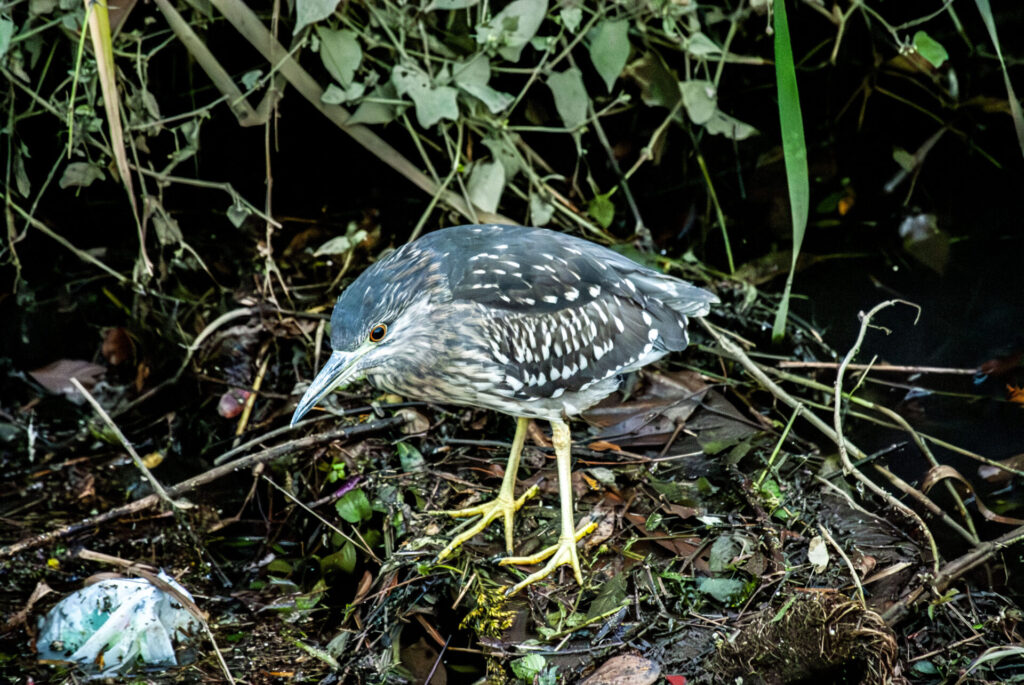 ホシゴイ（ゴイサギ幼鳥）