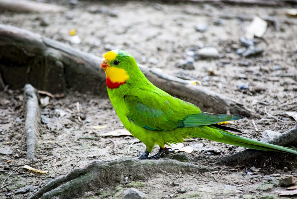 ミカヅキインコ