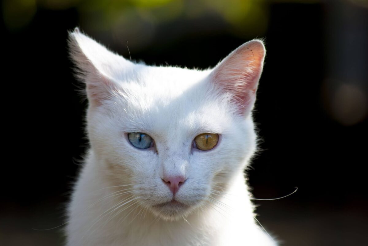 暑さとつきあう 暑さとつきあう