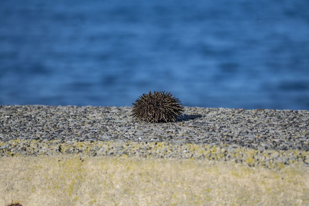 礼文島のウニ