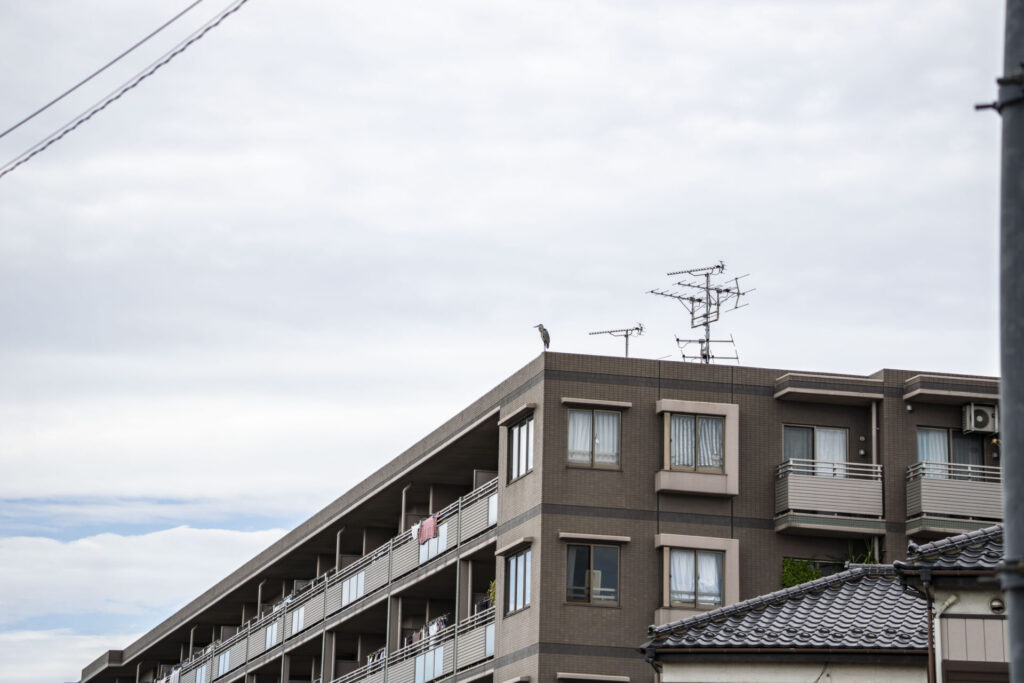 アオサギ