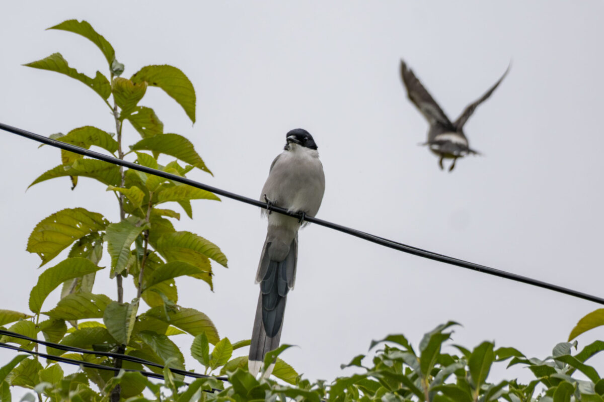 ドーナツ化現象