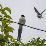 ドーナツ化現象 ドーナツ化現象