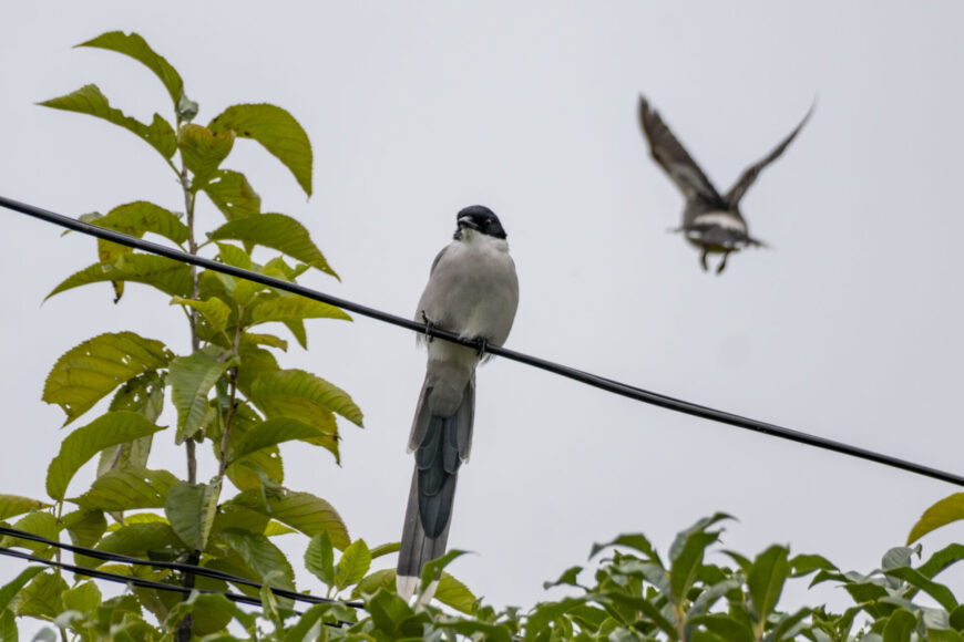 ドーナツ化現象