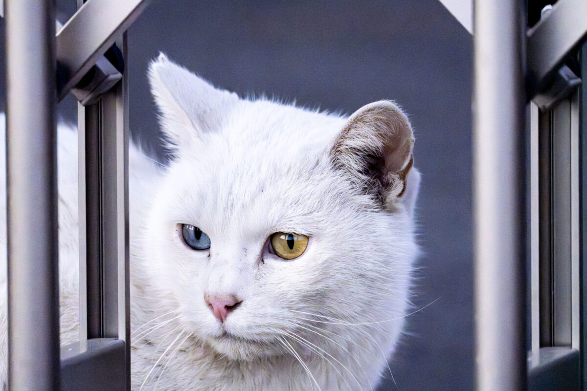 ニセンの記録 ニセンの記録