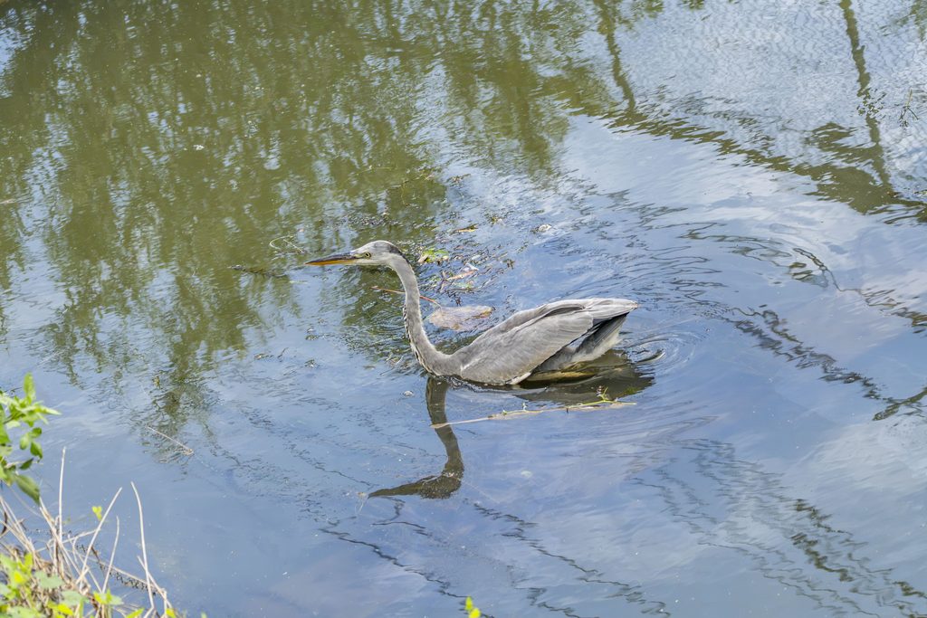 泳ぐアオサギの幼鳥