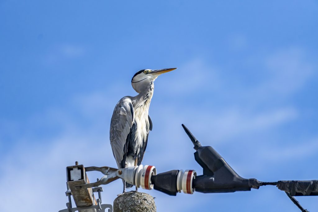 アオサギ