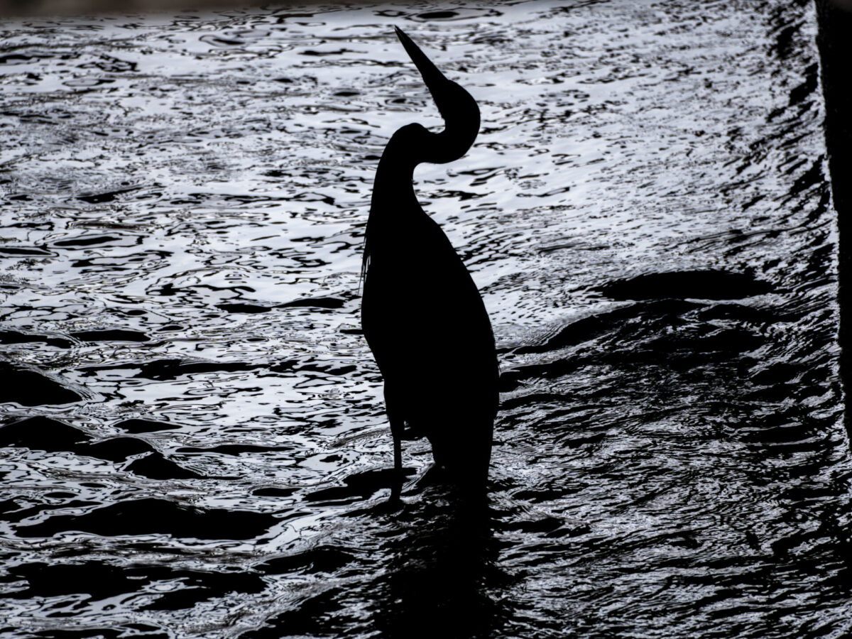 おやすみおつまみ