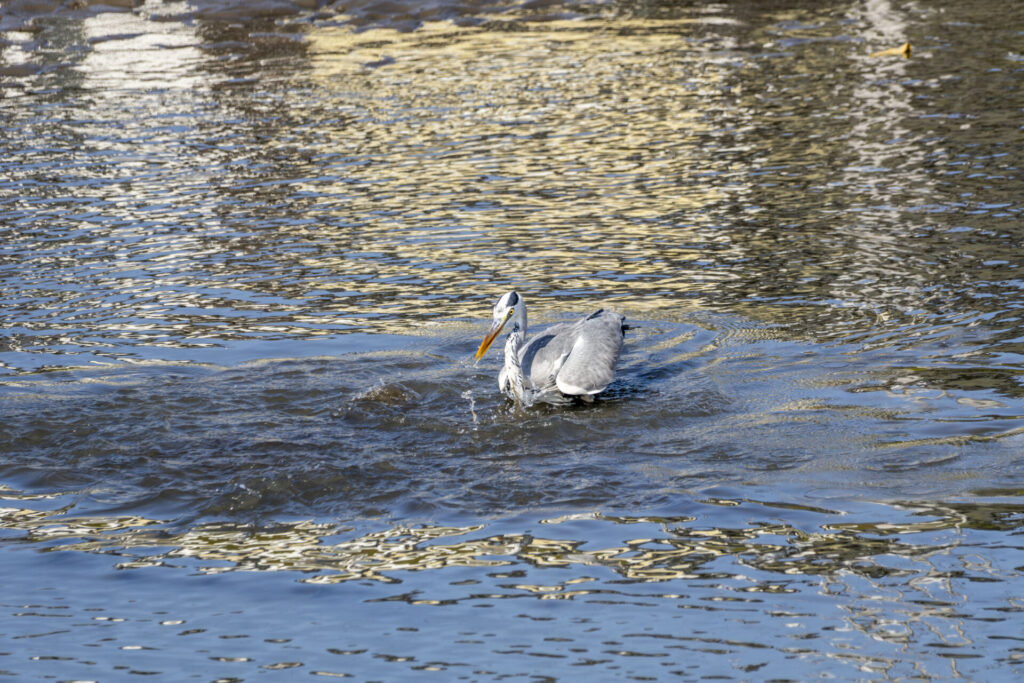ボラを捕らえるアオサギ