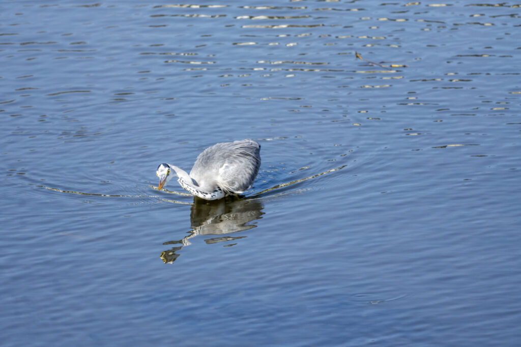 ボラを捕らえるアオサギ