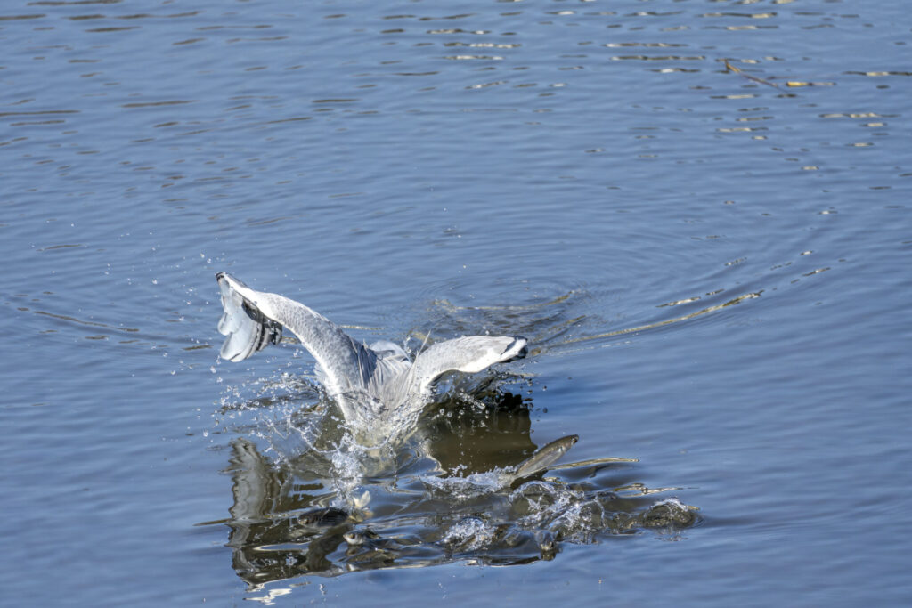 ボラを捕らえるアオサギ