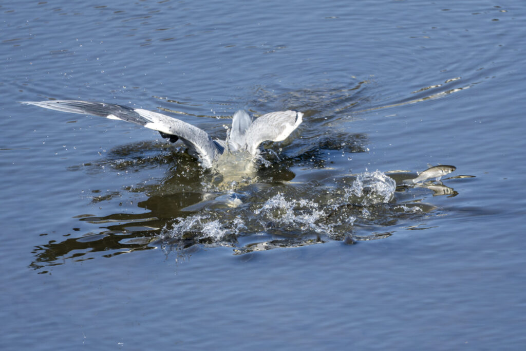 ボラを捕らえるアオサギ