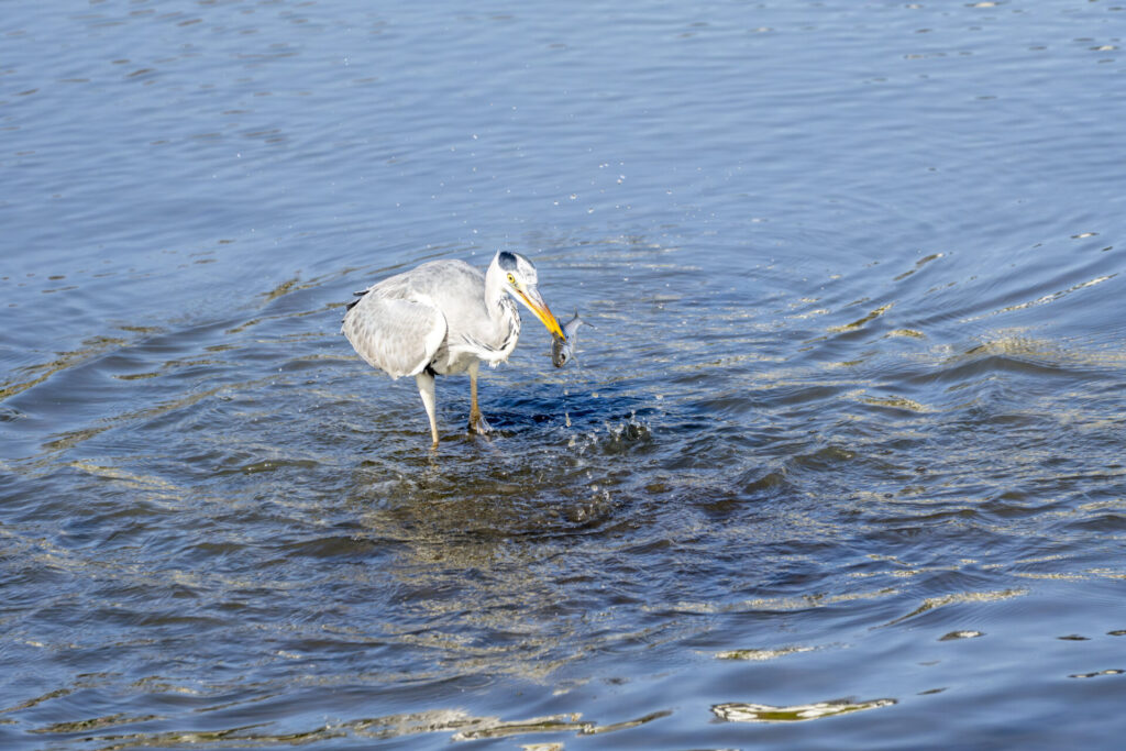 ボラを捕らえるアオサギ