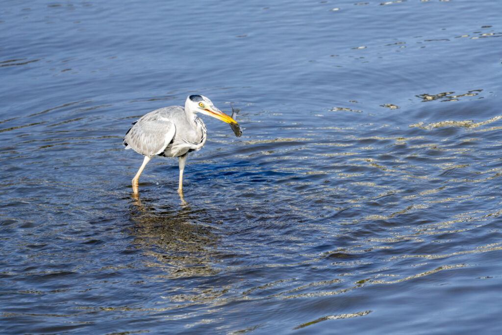 ボラを捕らえるアオサギ