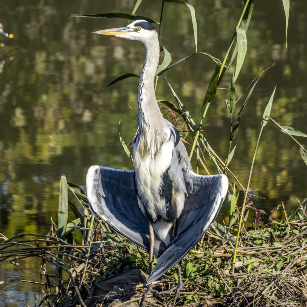 日光浴するアオサギ