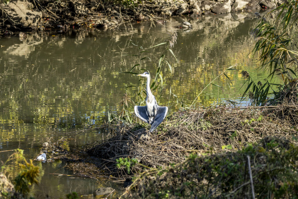 日光浴するアオサギ