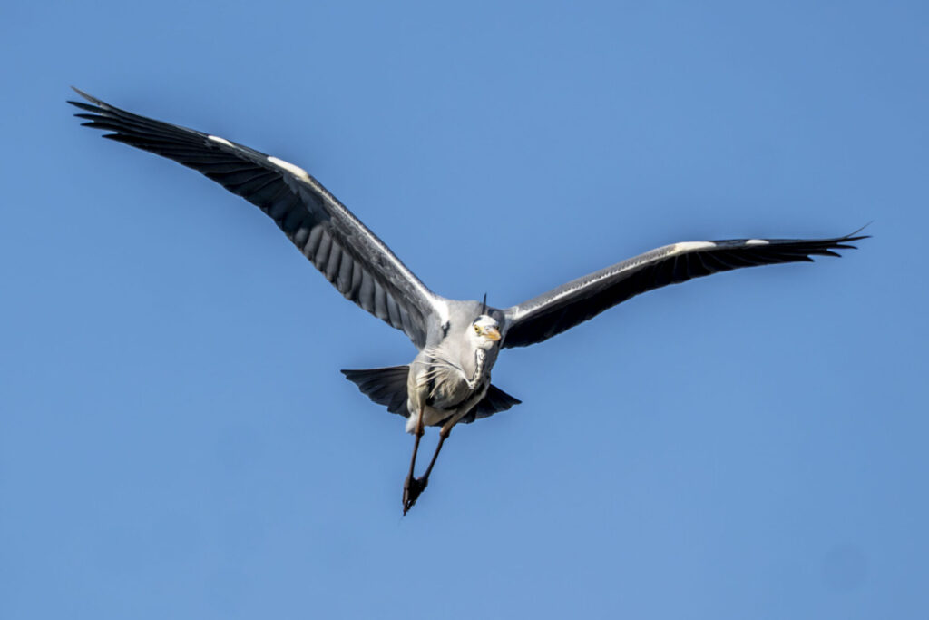 飛び立つアオサギ