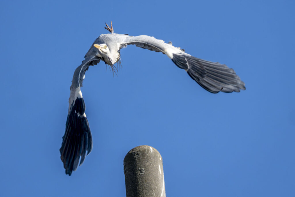 飛び立つアオサギ