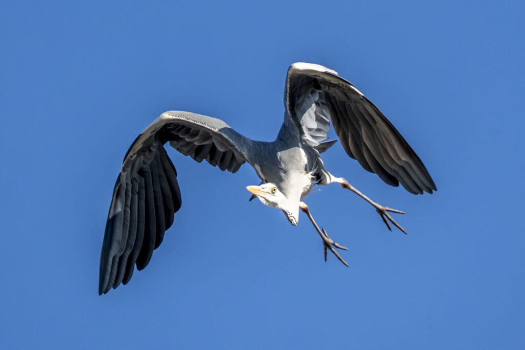 飛び立つアオサギ