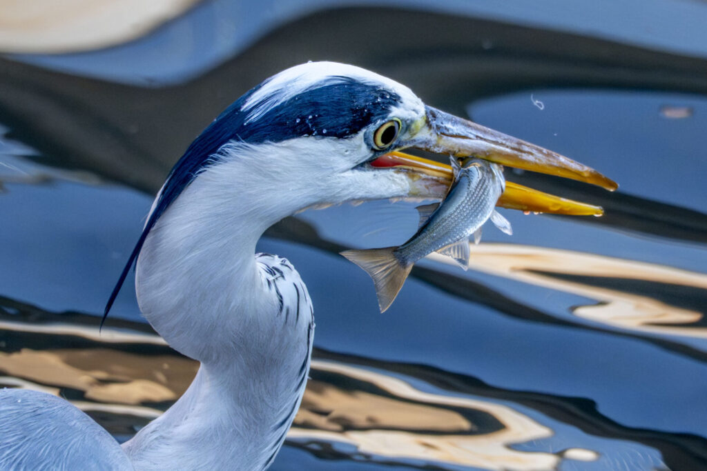 ボラを食べるアオサギ