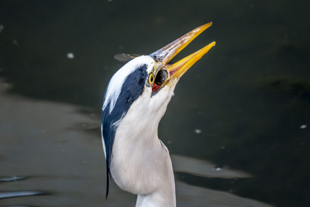 ボラを食べるアオサギ