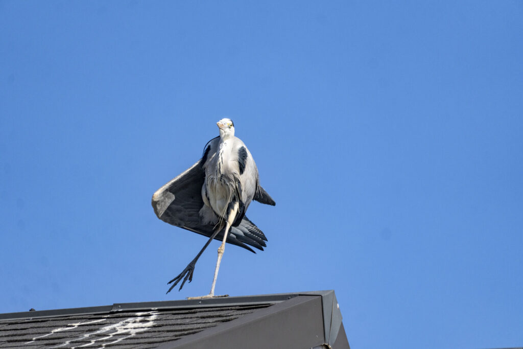 アオサギのスサー