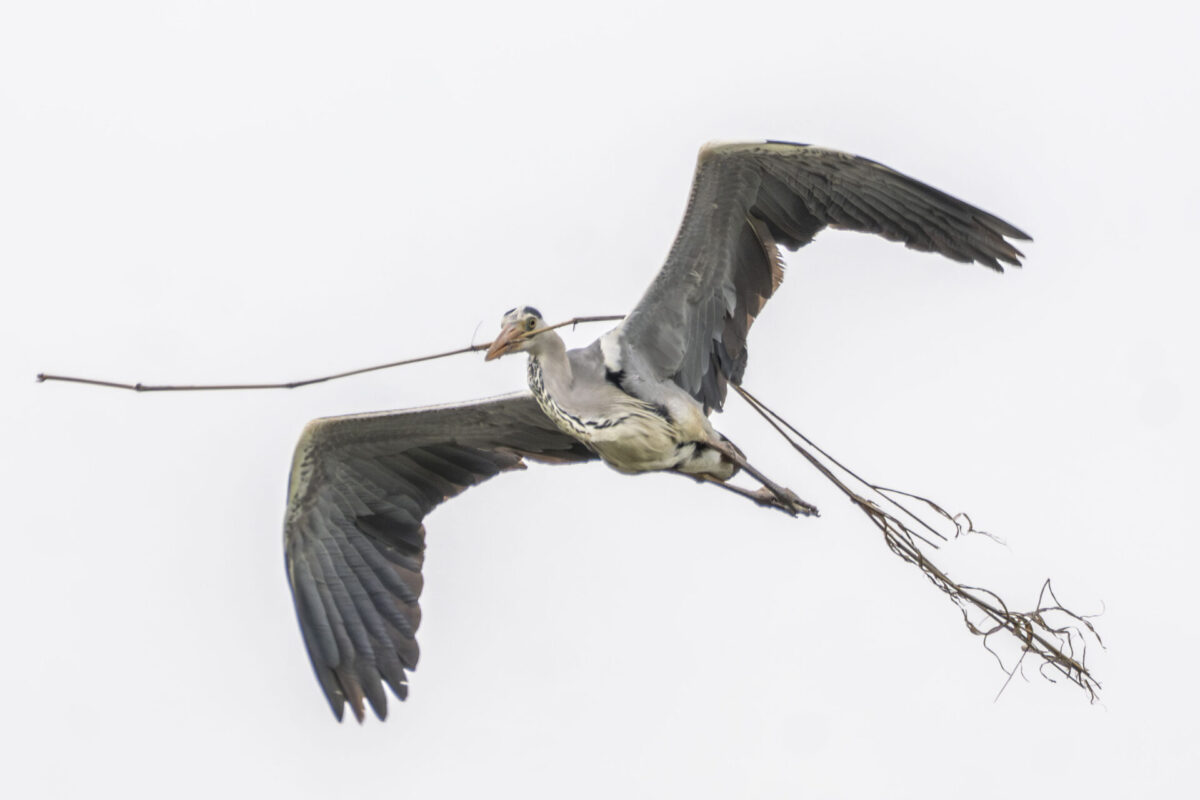 越谷サギコロニーdeトリ放題 越谷サギコロニーdeトリ放題