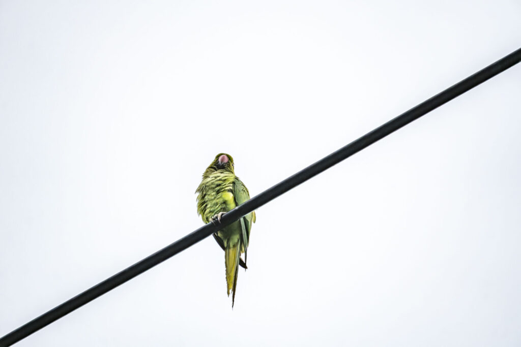 ワカケホンセイインコ