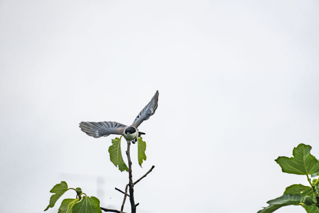 オナガ