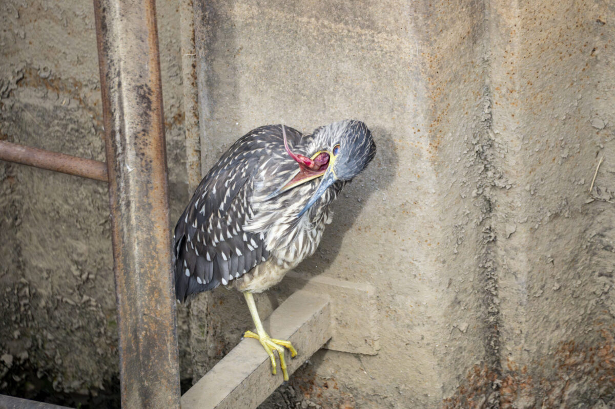 イキチデキナイ