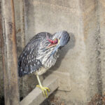 イキチデキナイ イキチデキナイ