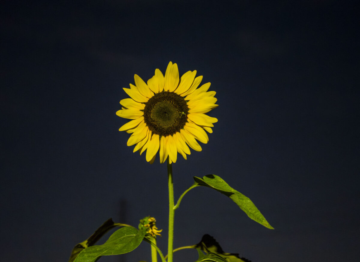 暑さに負けたあと