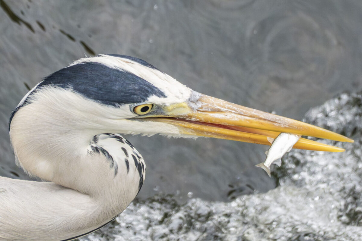 一喜のための一憂